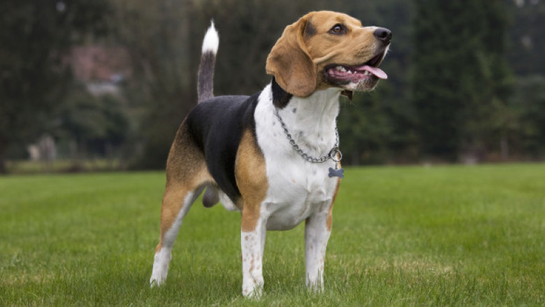 Rase de câini cu cea mai scurtă durată de viață. Una dintre ele adesea nu ajunge nici la 5 ani