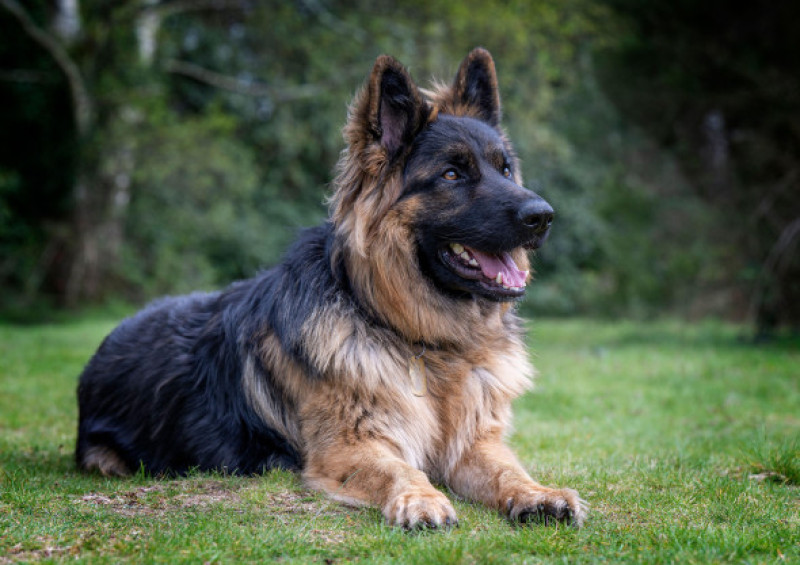 German Shepherd / Profimedia