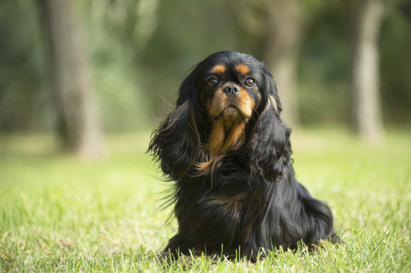 Cavalier King Charles Spaniel / Profimedia
