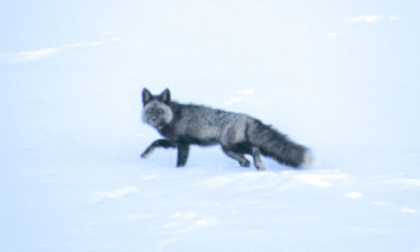 Cum arată cea mai rară vulpe din lume. Experții au capturat unul dintre ultimele exemplare și i-au montat un guler GPS