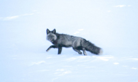 Cum arată cea mai rară vulpe din lume. Experții au capturat unul dintre ultimele exemplare și i-au montat un guler GPS