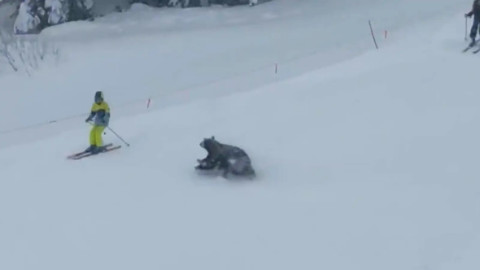 Momentul când trei urși au apărut pe o pârtie de schi. Țipetele turiștilor au cuprins întreaga zonă