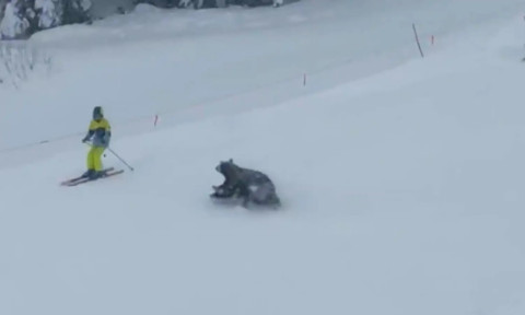 Momentul când trei urși au apărut pe o pârtie de schi. Țipetele turiștilor au cuprins întreaga zonă