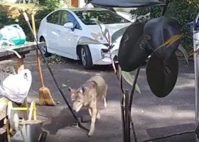 Momentul când un băiețel de doar trei ani e urmărit de un coiot uriaș, chiar în fața casei: „Nu am crezut până nu am văzut filmarea”