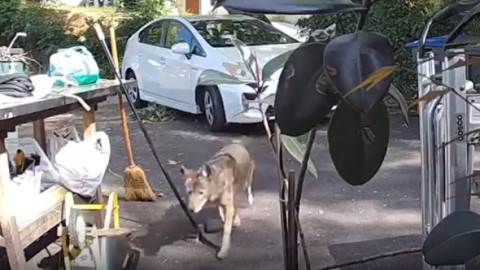 Momentul când un băiețel de doar trei ani e urmărit de un coiot uriaș, chiar în fața casei: „Nu am crezut până nu am văzut filmarea”