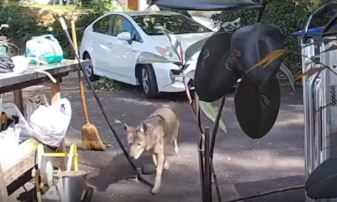 Momentul când un băiețel de doar trei ani e urmărit de un coiot uriaș, chiar în fața casei: „Nu am crezut până nu am văzut filmarea”