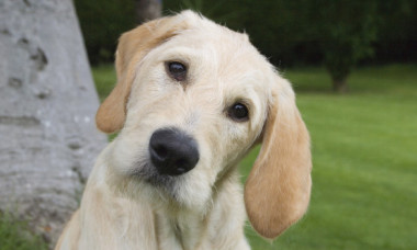 Motivul pentru care câinii își înclină capul când vorbești cu ei. Explicația oferită de un medic veterinar