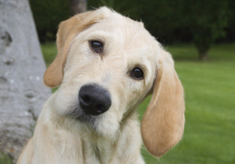 Motivul pentru care câinii își înclină capul când vorbești cu ei. Explicația oferită de un medic veterinar