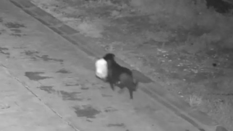 Un bărbat din Italia și-a dresat câinele să arunce gunoiul în locul lui pentru a scăpa de amendă. Camerele l-au dat de gol