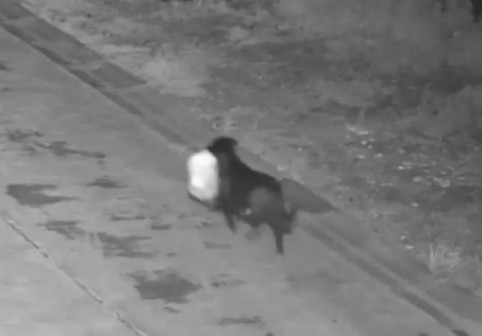 Un bărbat din Italia și-a dresat câinele să arunce gunoiul în locul lui pentru a scăpa de amendă. Camerele l-au dat de gol