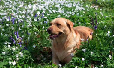 Pericol ascuns în grădini și parcuri. Planta de primăvară care poate intoxica pisicile și câinii