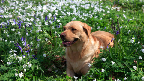 Pericol ascuns în grădini și parcuri. Planta de primăvară care poate intoxica pisicile și câinii