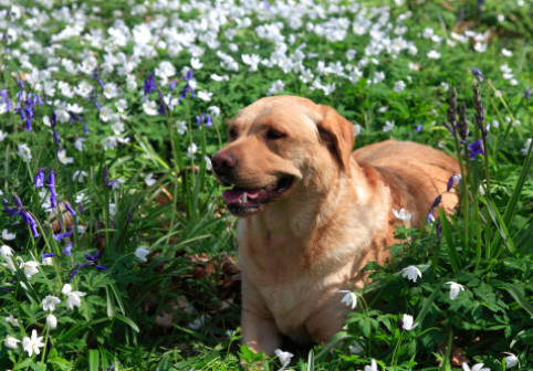 Pericol ascuns în grădini și parcuri. Planta de primăvară care poate intoxica pisicile și câinii