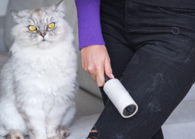 Cum să scapi rapid de părul de animale de pe haine. Trucul simplu folosit de o femeie cu patru pisici