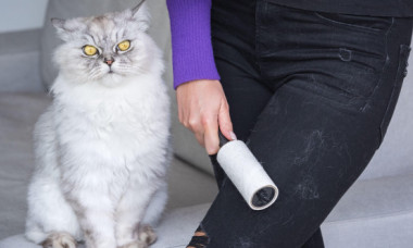 Cum să scapi rapid de părul de animale de pe haine. Trucul simplu folosit de o femeie cu patru pisici