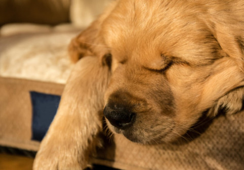 Motivul pentru care un cățeluș dormea mereu în același loc. Stăpâna a izbucnit în lacrimi când a aflat explicația