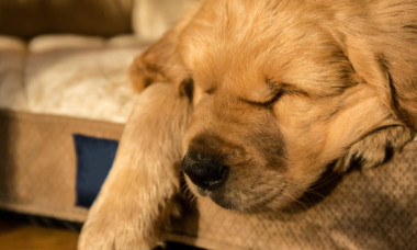 Motivul pentru care un cățeluș dormea mereu în același loc. Stăpâna a izbucnit în lacrimi când a aflat explicația