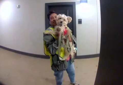 Un câine mergea în fiecare seară la muncă alături de stăpâna lui. Gestul neașteptat al unei vecine a devenit viral