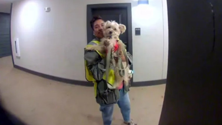 Un câine mergea în fiecare seară la muncă alături de stăpâna lui. Gestul neașteptat al unei vecine a devenit viral