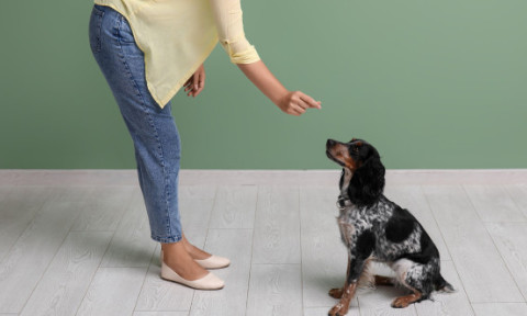 Cum să ai un câine bine educat. Două metode de dresaj recomandate de un specialist