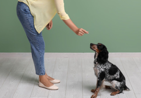 Cum să ai un câine bine educat. Două metode de dresaj recomandate de un specialist