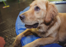 Reacția unui Golden Retriever când stăpâna sa schimbă scutecul bebelușului. Imaginile sunt virale