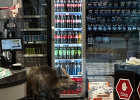 Haos într-un mall din Berlin. Un mistreț a intrat printre clienți și a forțat închiderea centrului comercial