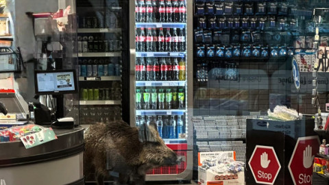 Haos într-un mall din Berlin. Un mistreț a intrat printre clienți și a forțat închiderea centrului comercial