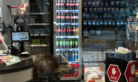 Haos într-un mall din Berlin. Un mistreț a intrat printre clienți și a forțat închiderea centrului comercial