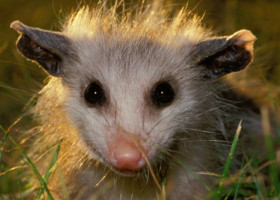 Un oposum, descoperit printre jucăriile unui magazin de suveniruri dintr-un aeroport. „Un vizitator local cu adevărat special”