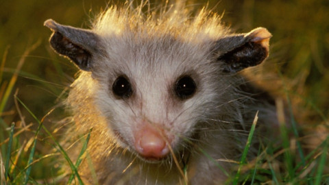 Un oposum, descoperit printre jucăriile unui magazin de suveniruri dintr-un aeroport. „Un vizitator local cu adevărat special”