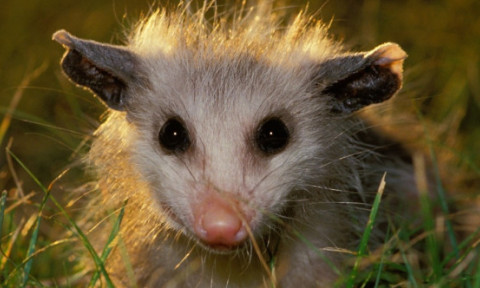 Un oposum, descoperit printre jucăriile unui magazin de suveniruri dintr-un aeroport. „Un vizitator local cu adevărat special”