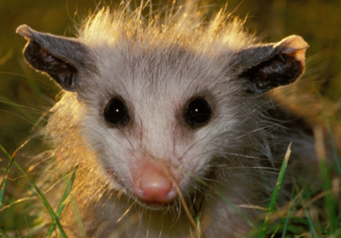 Un oposum, descoperit printre jucăriile unui magazin de suveniruri dintr-un aeroport. „Un vizitator local cu adevărat special”