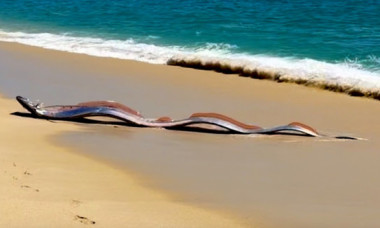 Un semn rău? Doi misterioşi „peşti ai apocalipsei”, descoperiţi de turişti pe o plajă din Mexic