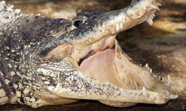 Momentul când un polițist prinde un crocofil cu lopata. Reptila se afla pe veranda unei familii din Australia