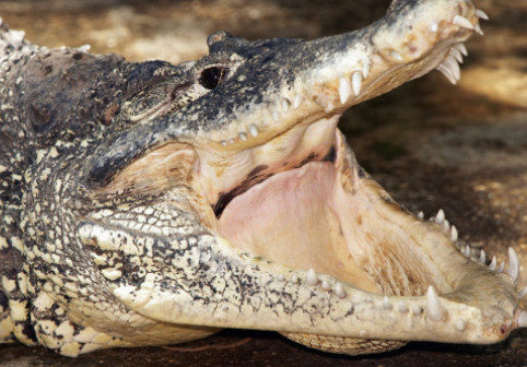 Momentul când un polițist prinde un crocofil cu lopata. Reptila se afla pe veranda unei familii din Australia