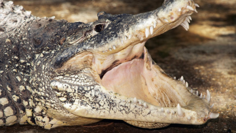 Momentul când un polițist prinde un crocofil cu lopata. Reptila se afla pe veranda unei familii din Australia