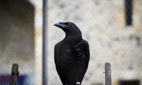 Corbii sunt mai inteligenţi decât se credea. „Ei stăpânesc cunoştinţe mult mai vaste decât știam noi că este posibil”