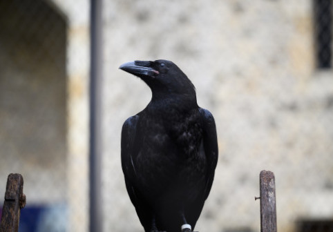 Corbii sunt mai inteligenţi decât se credea. „Ei stăpânesc cunoştinţe mult mai vaste decât știam noi că este posibil”