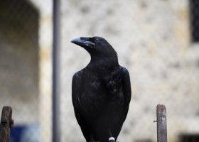 Corbii sunt mai inteligenţi decât se credea. „Ei stăpânesc cunoştinţe mult mai vaste decât știam noi că este posibil”