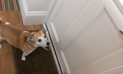 Greșeala pe care o fac toți stăpânii când sună soneria. Gestul tău poate agrava lătratul. Iată ce trebuie să faci corect