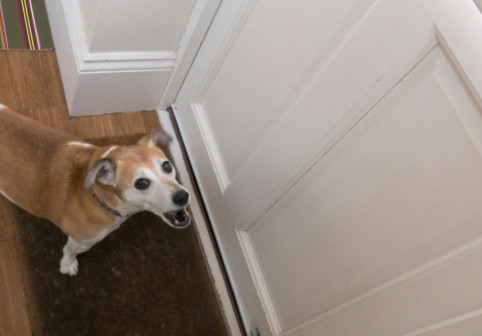 Greșeala pe care o fac toți stăpânii când sună soneria. Gestul tău poate agrava lătratul. Iată ce trebuie să faci corect