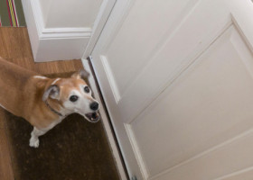 Greșeala pe care o fac toți stăpânii când sună soneria. Gestul tău poate agrava lătratul. Iată ce trebuie să faci corect