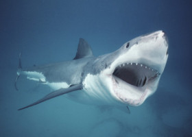 Pescar atacat de un rechin alb uriaș: „Piciorul meu era în gura lui”. Cum a reușit să scape