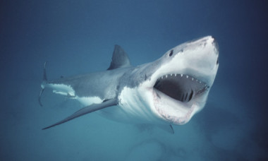 Pescar atacat de un rechin alb uriaș: „Piciorul meu era în gura lui”. Cum a reușit să scape