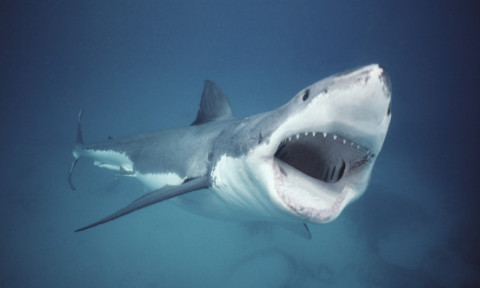 Pescar atacat de un rechin alb uriaș: „Piciorul meu era în gura lui”. Cum a reușit să scape