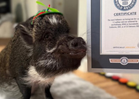 El este Merlin, porcul „vorbitor” care a cucerit internetul. A intrat în Cartea Recordurilor cu peste 1 milion de fani