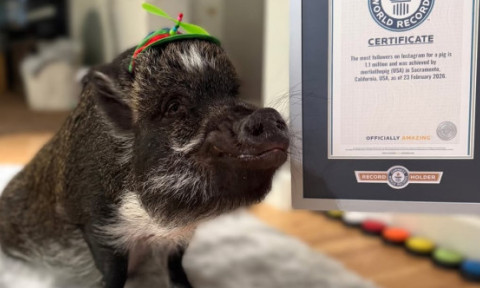 El este Merlin, porcul „vorbitor” care a cucerit internetul. A intrat în Cartea Recordurilor cu peste 1 milion de fani