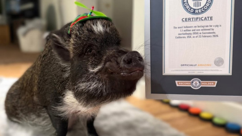 El este Merlin, porcul „vorbitor” care a cucerit internetul. A intrat în Cartea Recordurilor cu peste 1 milion de fani