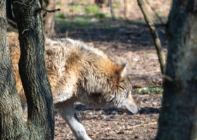 Noapte de coșmar pentru o familie din SUA. „Fiare necunoscute” au atacat casa și au lăsat urme de gheare pe pereți